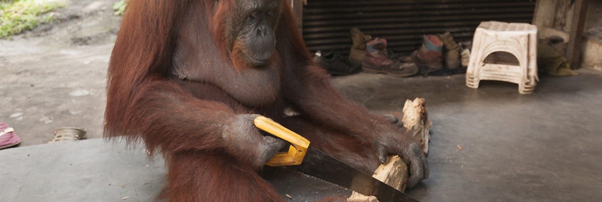 Apes with Radios